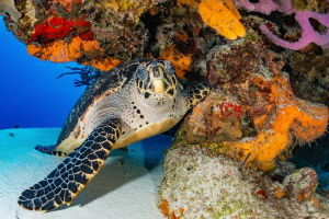 Turtle under a colourful overhang - Cozumel Mexico by Spencer Burrows 